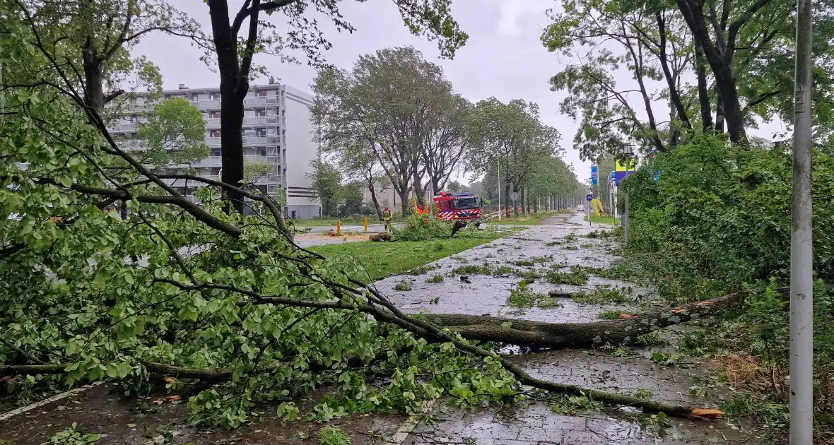 Meerdere bomen omgewaaid door storm