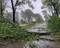 Meerdere bomen omgewaaid door storm