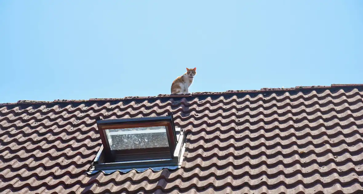 Brandweer probeert kat van dak te halen - Foto 5