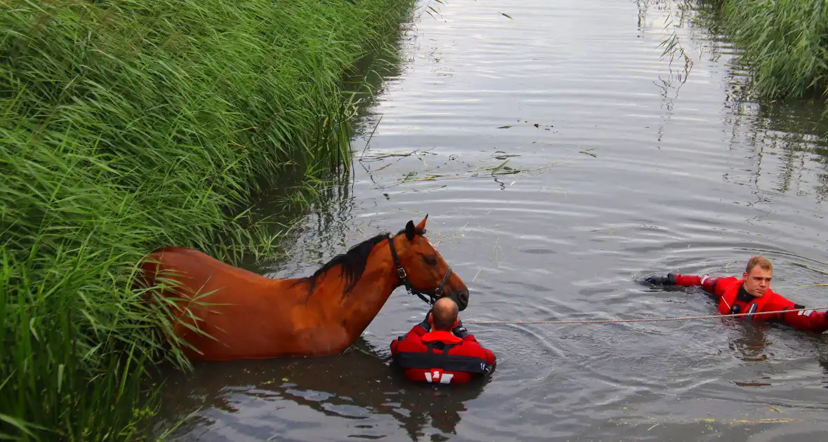 Brandweer takelt paard uit water - Foto 2