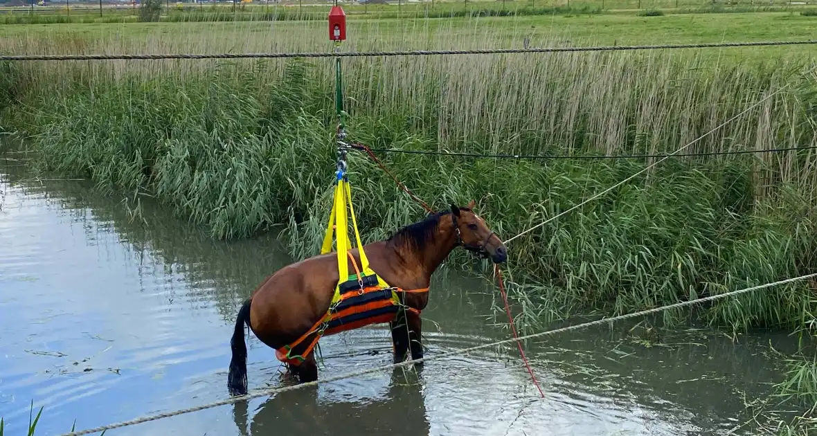 Brandweer takelt paard uit water - Foto 3