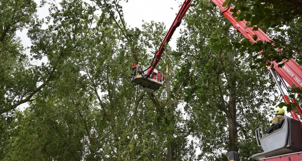 Brandweer ingezet voor afgebroken boom - Foto 6