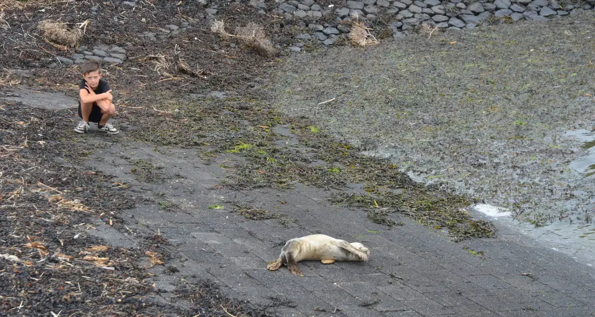 Zieke zeehond gered door dierenambulance