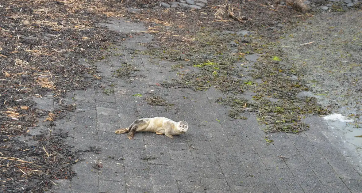 Zieke zeehond gered door dierenambulance - Foto 2