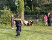 Politie ingezet voor losgebroken geiten