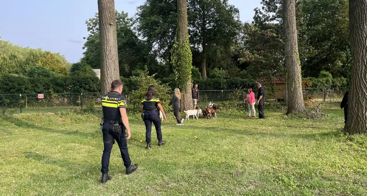 Politie ingezet voor losgebroken geiten - Foto 4
