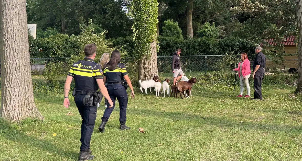 Politie ingezet voor losgebroken geiten - Foto 5