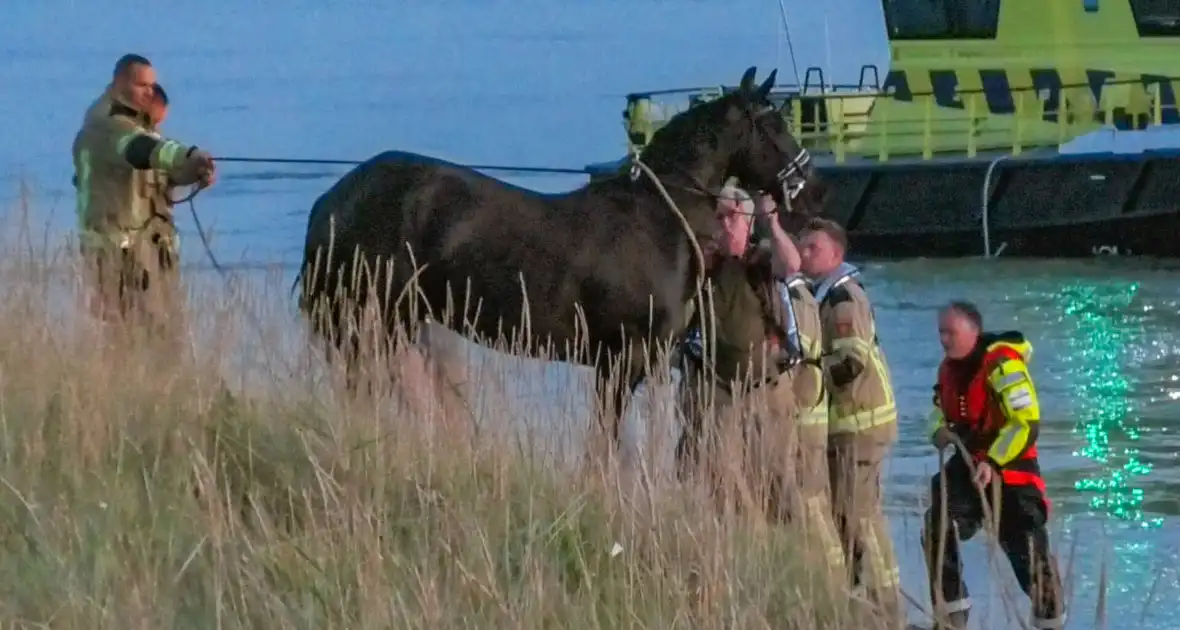 Hulpdiensten ingezet nadat paard verkoeling zoekt in Westerschelde - Foto 4
