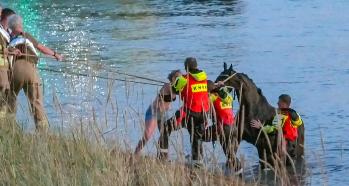 Hulpdiensten ingezet nadat paard verkoeling zoekt in Westerschelde - Foto 6