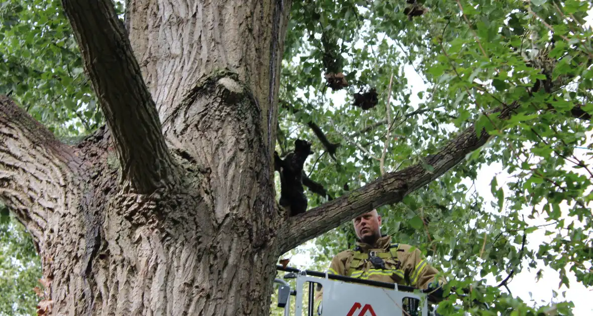 Brandweer haalt met moeite kat uit boom