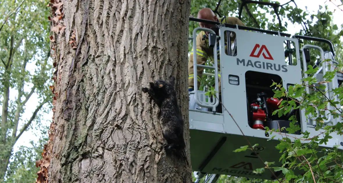 Brandweer haalt met moeite kat uit boom - Foto 3