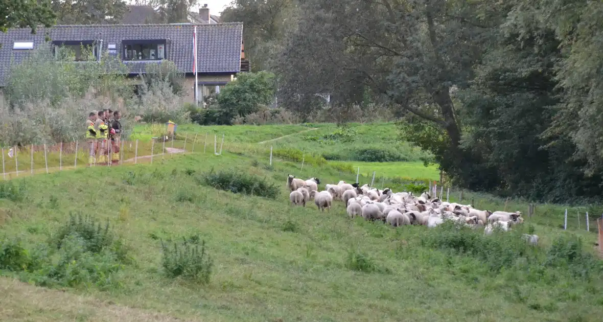 Schaap vast in schrikdraad