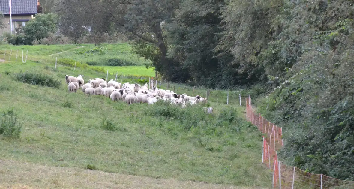 Schaap vast in schrikdraad - Foto 1