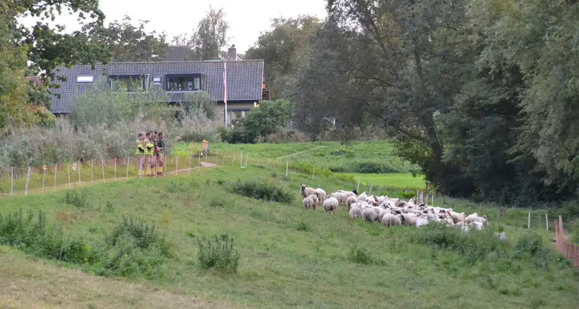 Schaap vast in schrikdraad - Foto 3