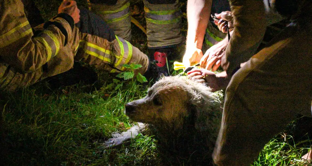 Hond door brandweer uit sloot gered - Foto 12
