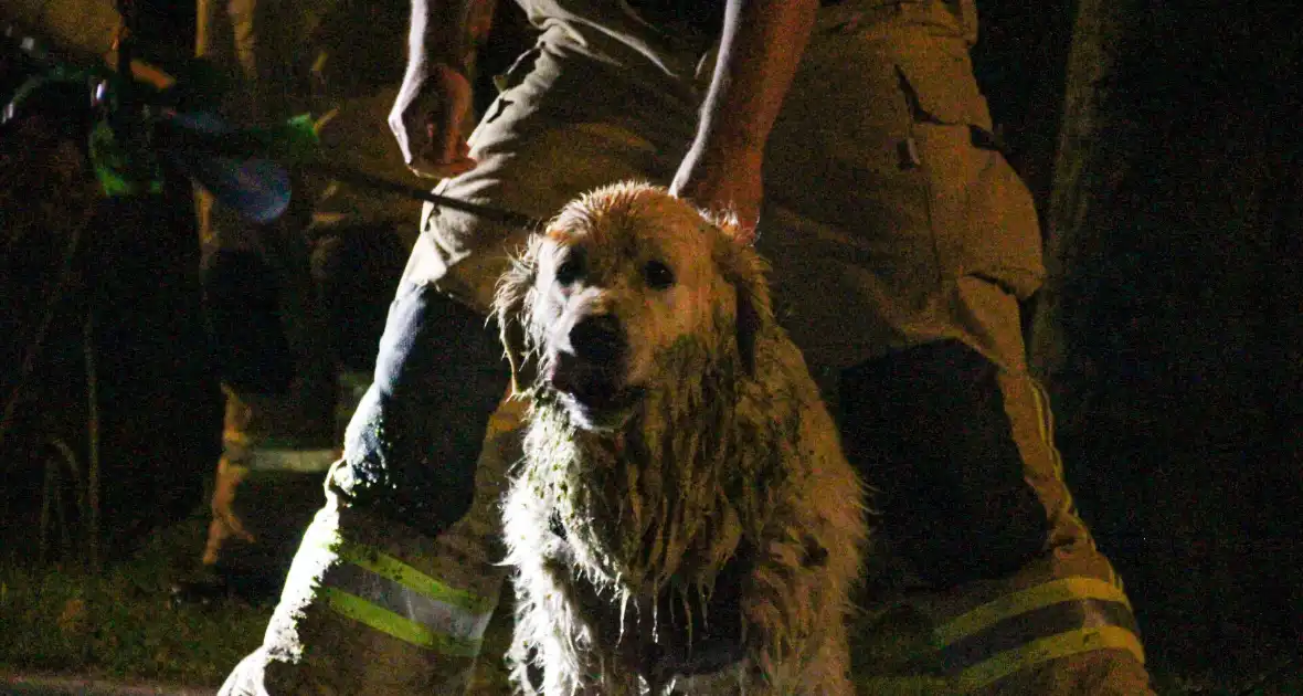 Hond door brandweer uit sloot gered - Foto 2