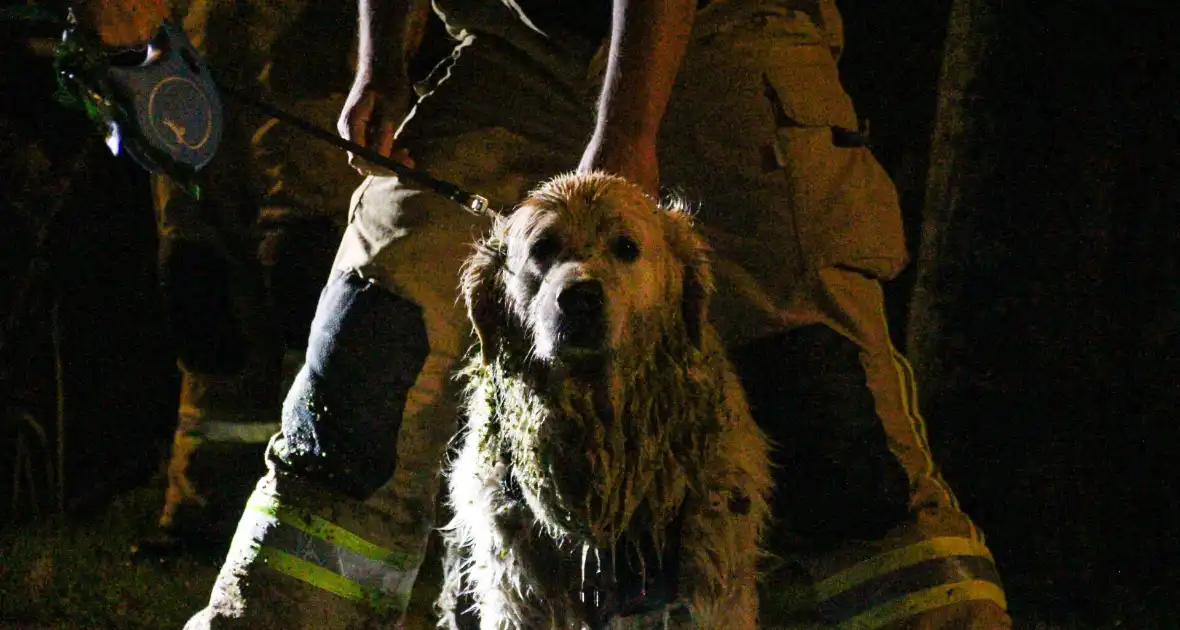 Hond door brandweer uit sloot gered - Foto 3