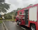 Grote boom val over weg