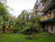 Grote boom omgevallen tegen flat