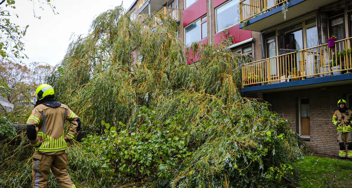 Grote boom omgevallen tegen flat - Foto 4