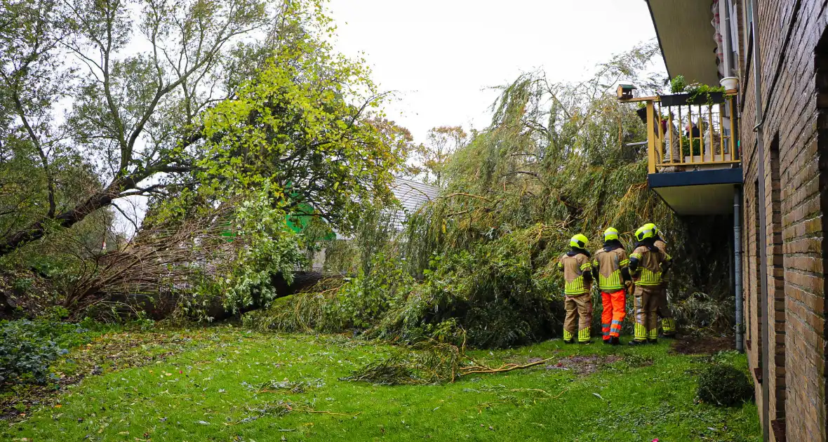 Grote boom omgevallen tegen flat - Foto 6