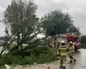 Brandweer verwijdert boom van weg