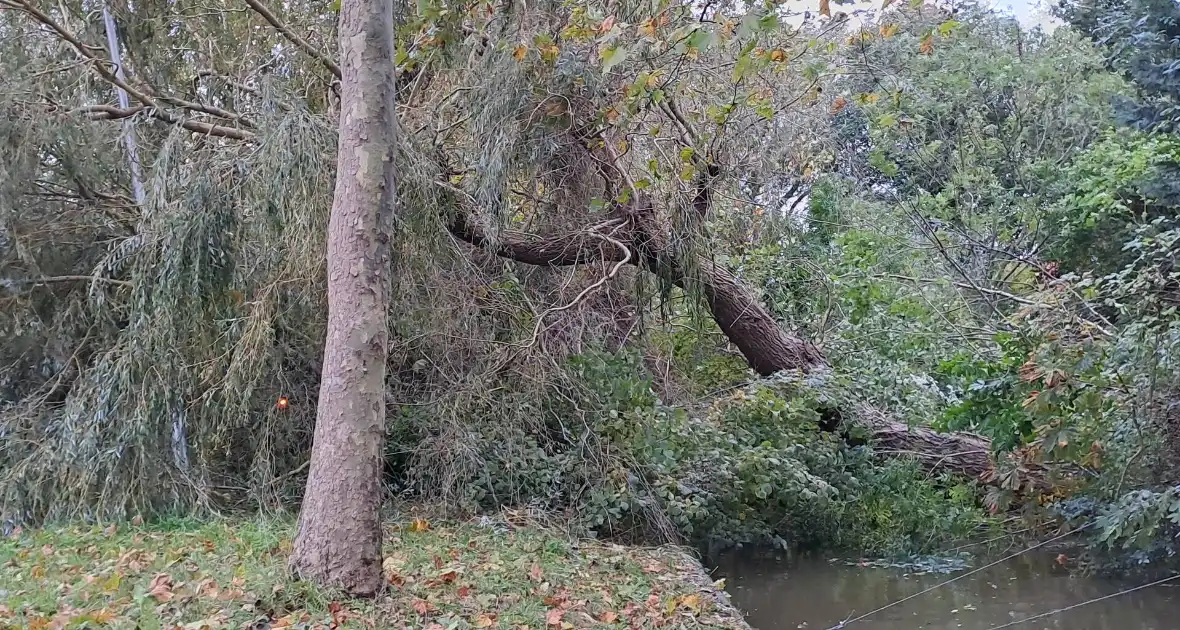 Weg verspert door omgevallen boom - Foto 2