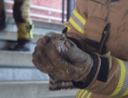 Brandweer vangt valk in station