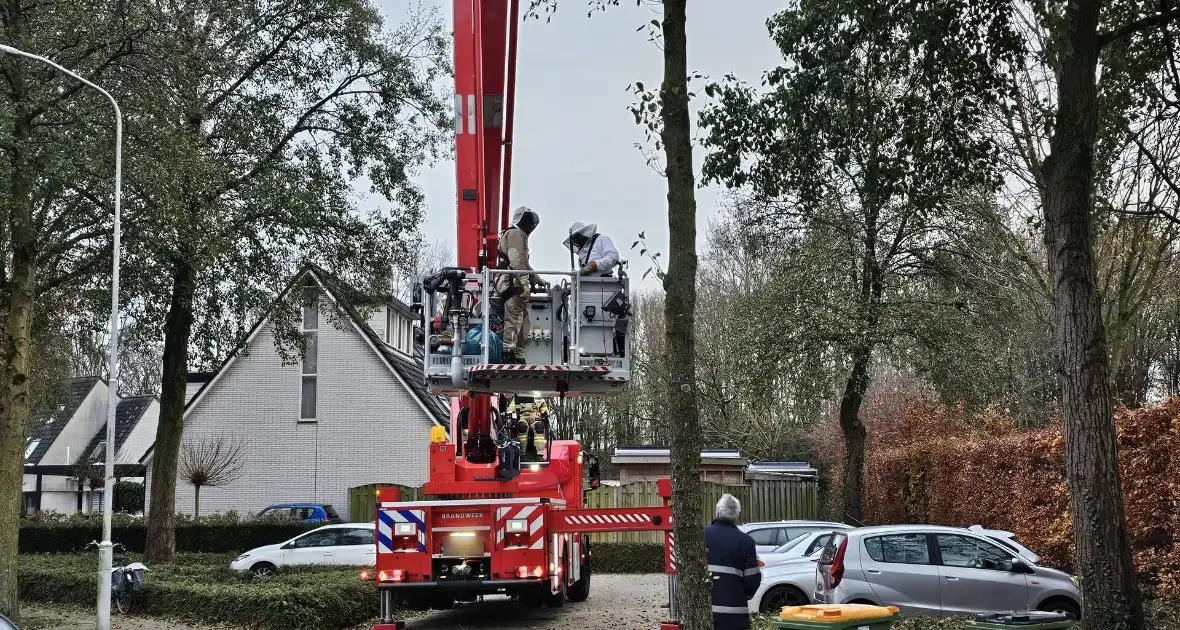 Nest Aziatische Hoornaars verwijderd met behulp van hoogwerker