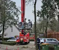 Nest Aziatische Hoornaars verwijderd met behulp van hoogwerker