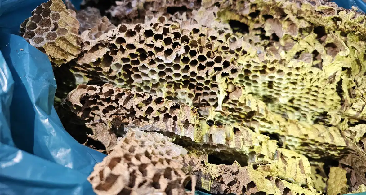 Nest Aziatische Hoornaars verwijderd met behulp van hoogwerker - Foto 2