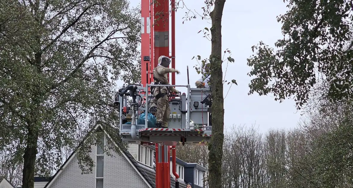 Nest Aziatische Hoornaars verwijderd met behulp van hoogwerker - Foto 5