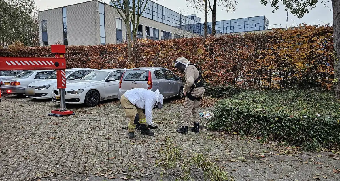 Nest Aziatische Hoornaars verwijderd met behulp van hoogwerker - Foto 7