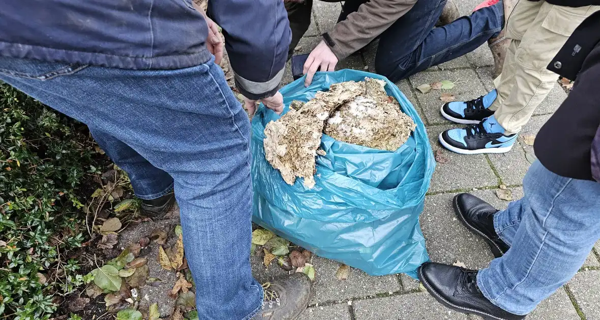 Nest Aziatische Hoornaars verwijderd met behulp van hoogwerker - Foto 8