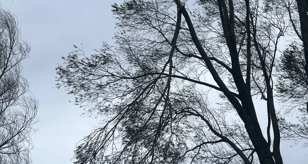 Grote tak dreigt uit boom te waaien - Foto 2