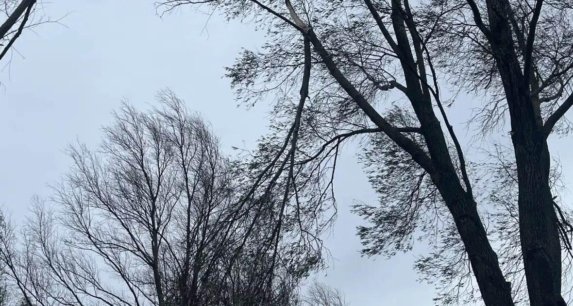 Grote tak dreigt uit boom te waaien - Foto 3