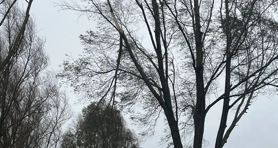 Grote tak dreigt uit boom te waaien - Foto 5