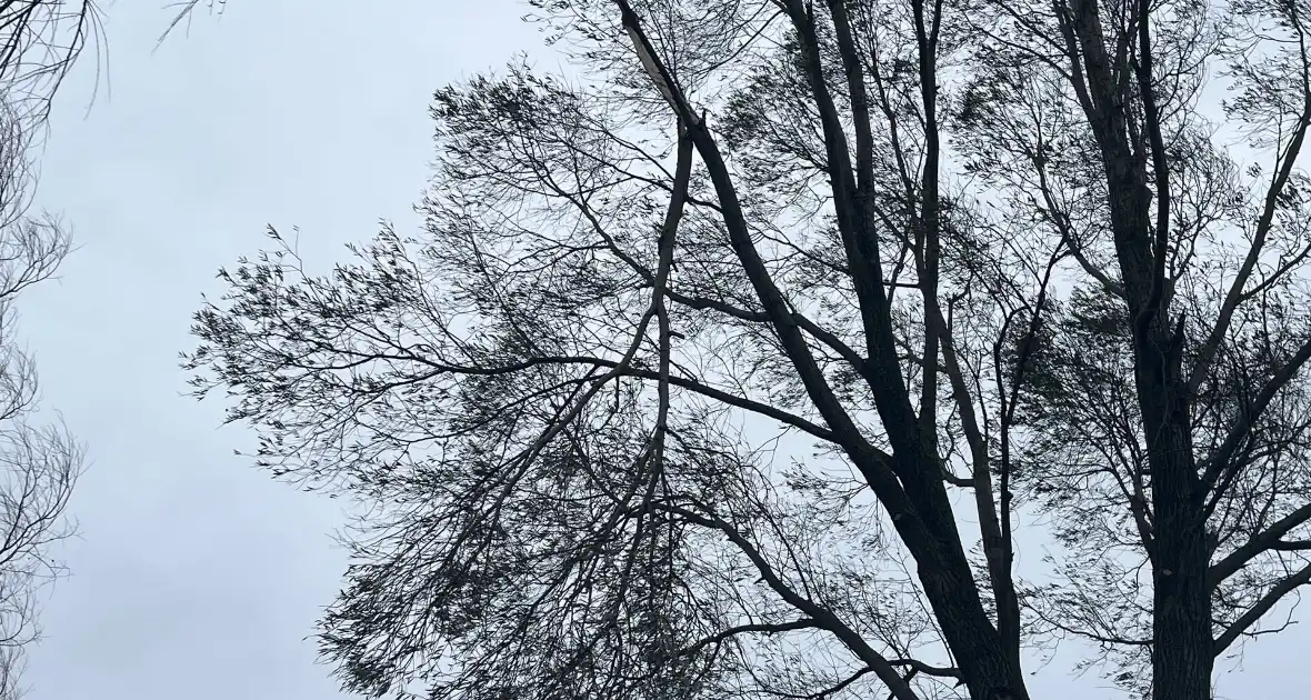 Grote tak dreigt uit boom te waaien - Foto 6