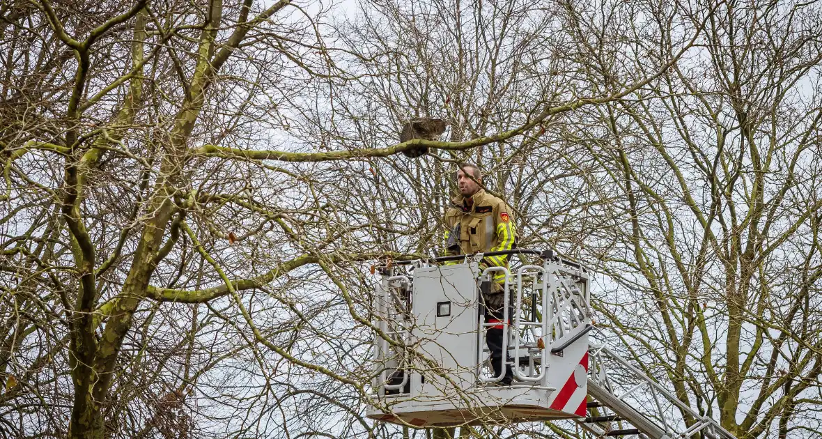 Kat springt uit hoge boom bij reddingsactie