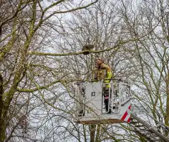 Kat springt uit hoge boom bij reddingsactie