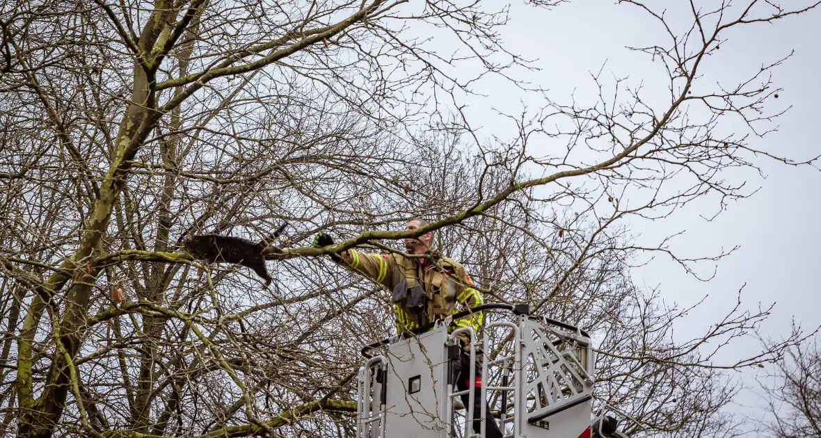 Kat springt uit hoge boom bij reddingsactie - Foto 1