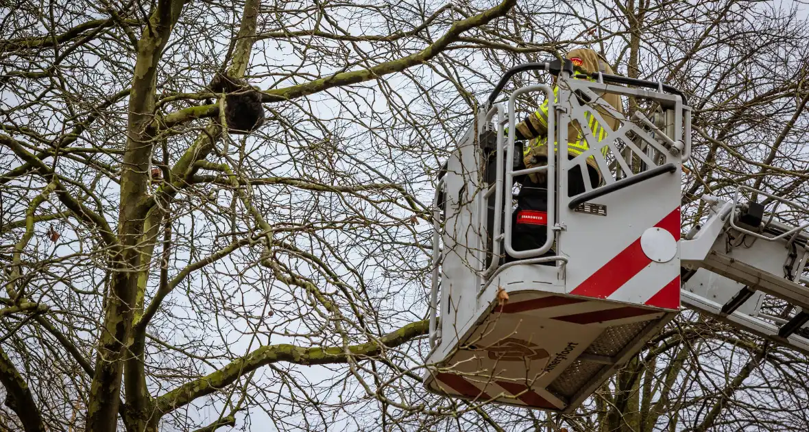 Kat springt uit hoge boom bij reddingsactie - Foto 2