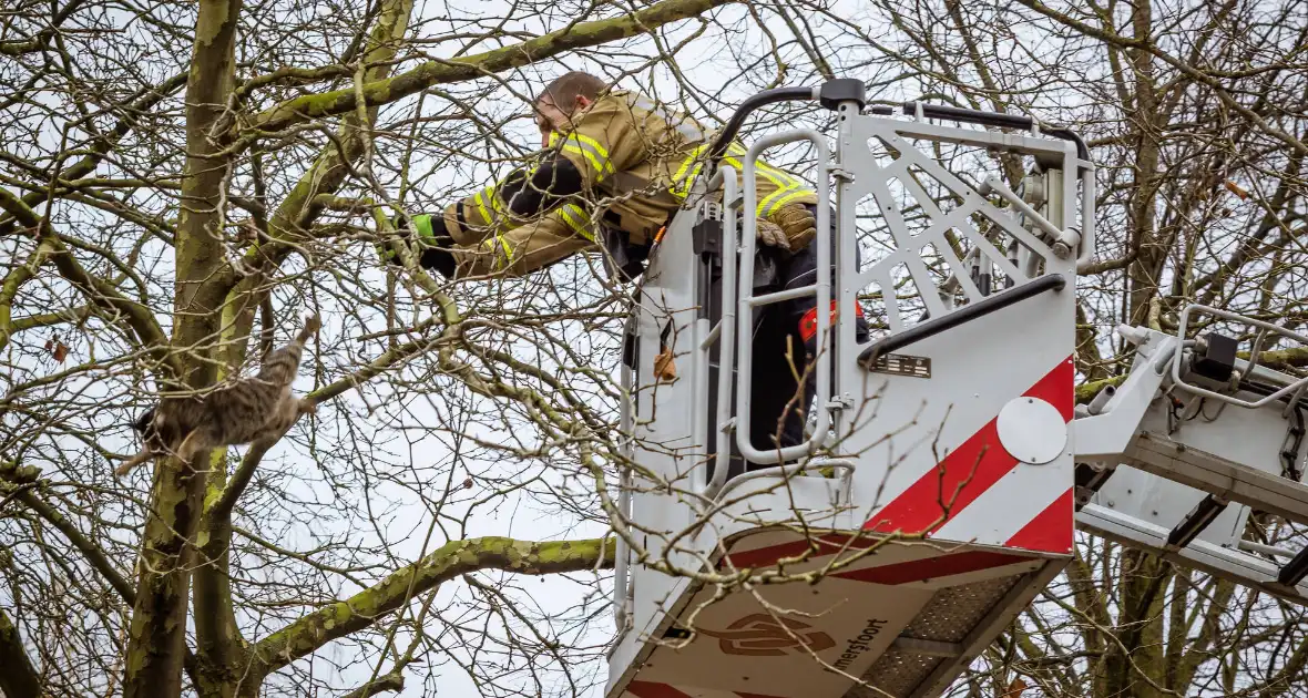 Kat springt uit hoge boom bij reddingsactie - Foto 3