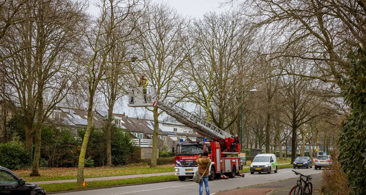 Kat springt uit hoge boom bij reddingsactie - Foto 5