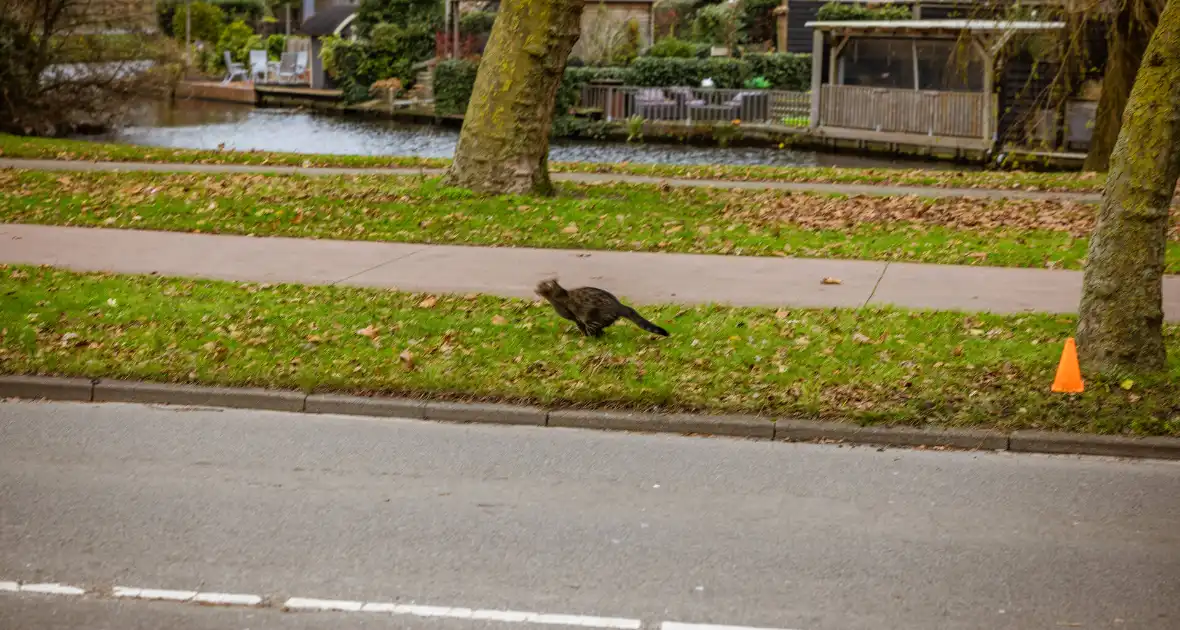 Kat springt uit hoge boom bij reddingsactie - Foto 7