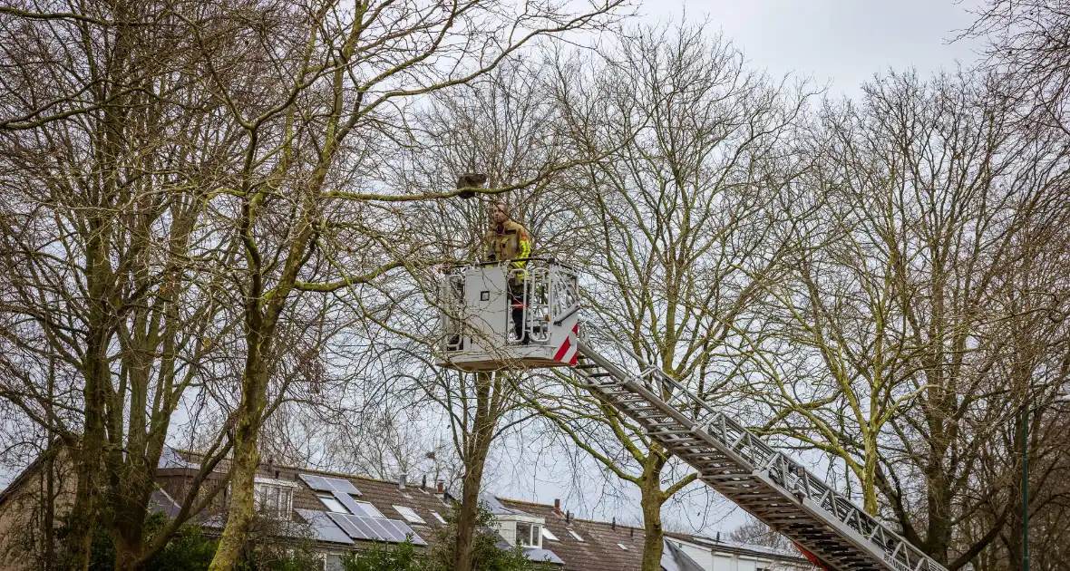 Kat springt uit hoge boom bij reddingsactie - Foto 8