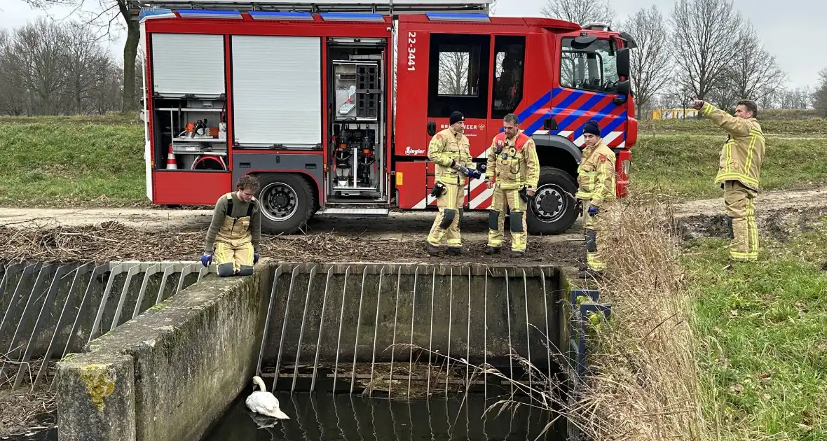 Brandweer bevrijdt vastzittende zwaan