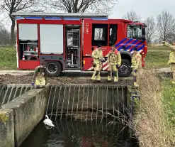 Brandweer bevrijdt vastzittende zwaan