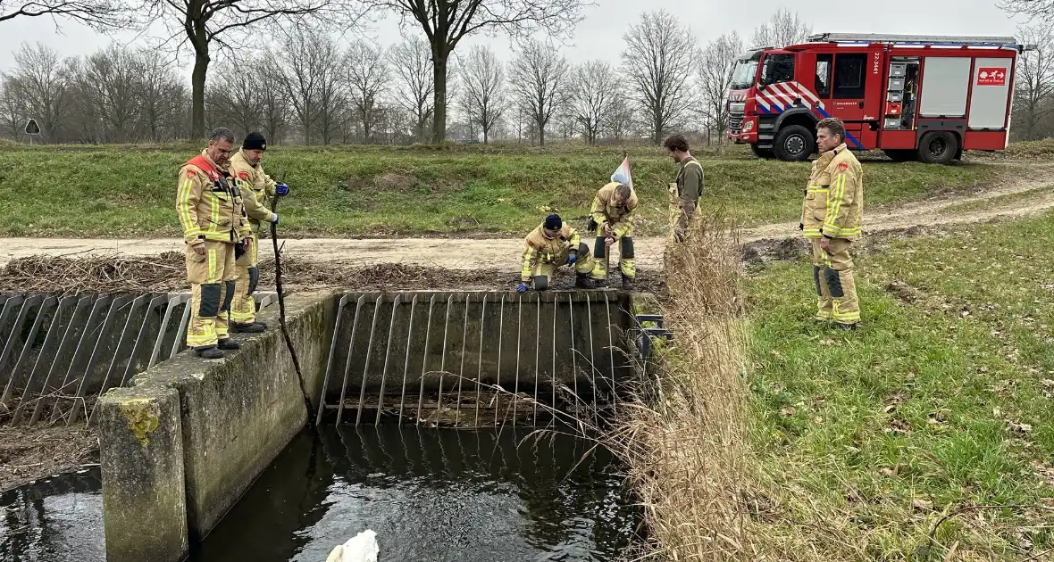 Brandweer bevrijdt vastzittende zwaan - Foto 2