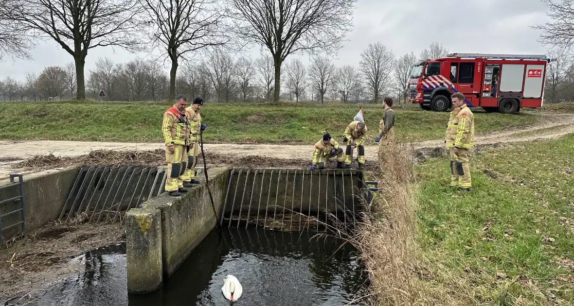 Brandweer bevrijdt vastzittende zwaan - Foto 3